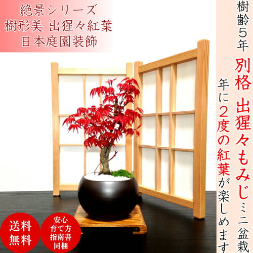 楽天市場 母の日 盆栽 もみじ あす楽 趣味 人気 無料 3冠1位受賞 記念樹 鉢植え シンボルツリー 日本庭園 苔リウム 盆栽 もみじ 室内 初心者 おしゃれ 花 誕生日 引っ越し 還暦 退職 お祝い 母の日 父の日 敬老の日 プレゼント 花心盆栽 楽天市場店