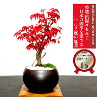 父の日 盆栽 もみじ 最安値に挑戦 完成された樹形美 樹齢6年 希少 出猩々もみじ ミニ盆栽 楽天1位 縁起物…