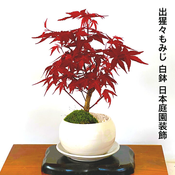 盆栽 もみじ ミニ盆栽 おしゃれ 室内 シンボルツリー盆栽 敬老の日 年に2度紅葉 引っ越し 樹齢5年 記念樹 父の日 ギフト 退職 還暦 ラッピング無料 母の日 日時指定可 苔リウム盆栽 ミニ 初心者 誕生日 鉢植え お祝い シンボルツリー 日本庭園 花 3冠1位受賞 育て方ガイド
