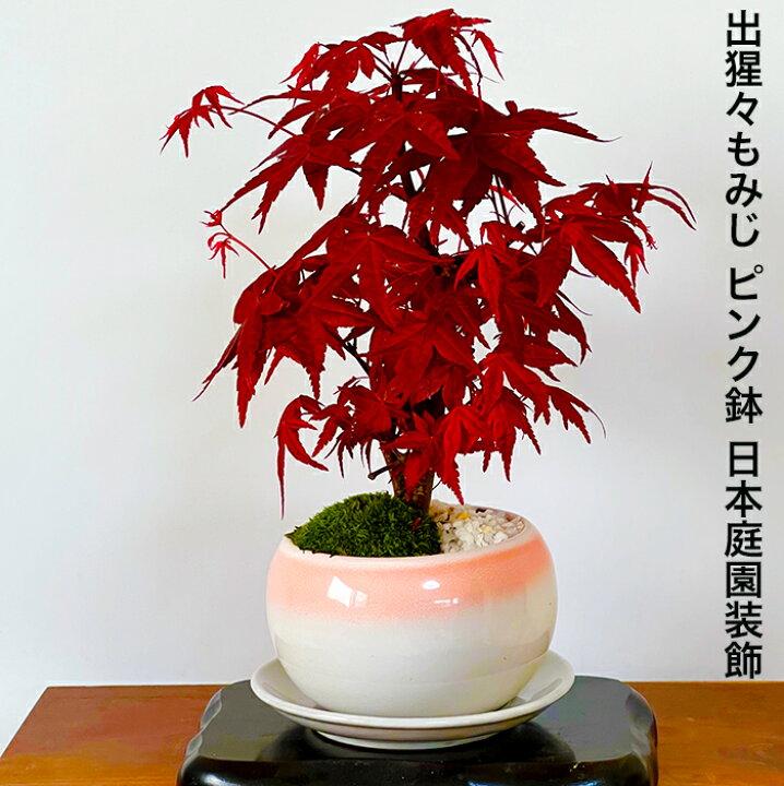 盆栽 もみじ ミニ盆栽 おしゃれ 室内 シンボルツリー盆栽 敬老の日 年に2度紅葉 引っ越し 樹齢5年 記念樹 父の日 ギフト 退職 還暦 ラッピング無料 母の日 日時指定可 苔リウム盆栽 ミニ 初心者 誕生日 鉢植え お祝い シンボルツリー 日本庭園 花 3冠1位受賞 育て方ガイド