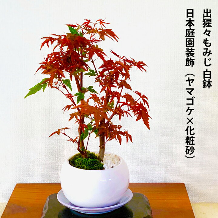 楽天市場 盆栽 もみじ あす楽 趣味 人気 無料 3冠1位受賞 記念樹 鉢植え シンボルツリー 日本庭園 苔リウム盆栽 もみじ 室内 初心者 おしゃれ 花 誕生日 引っ越し 還暦 退職 お祝い 母の日 父の日 プレゼント 花心盆栽 楽天市場店
