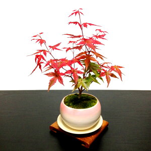 もみじ 出猩々 盆栽 植木の人気商品 通販 価格比較 価格 Com