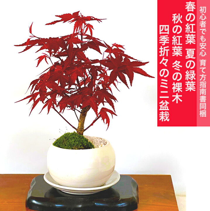 楽天市場 盆栽 もみじ 鉢植え 記念樹 樹齢5年 出猩々もみじ ミニ盆栽 小品盆栽 盆栽 ミニ 初心者 趣味 誕生日 母の日 父の日 敬老の日 誕生日 還暦 開店祝い プレゼント 盆栽 ギフト 花心盆栽 楽天市場店