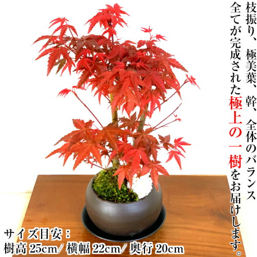 楽天市場 盆栽 ギフト もみじ 枝振りの良い樹形 極美葉 出猩々もみじ ミニ盆栽 小品盆栽年に２度の紅葉を鑑賞 盆栽 ミニ 誕生日 プレゼント 記念樹 ギフト 花心盆栽 楽天市場店