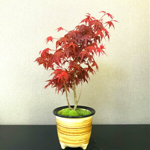 もみじ 出猩々 盆栽 植木の通販 価格比較 価格 Com