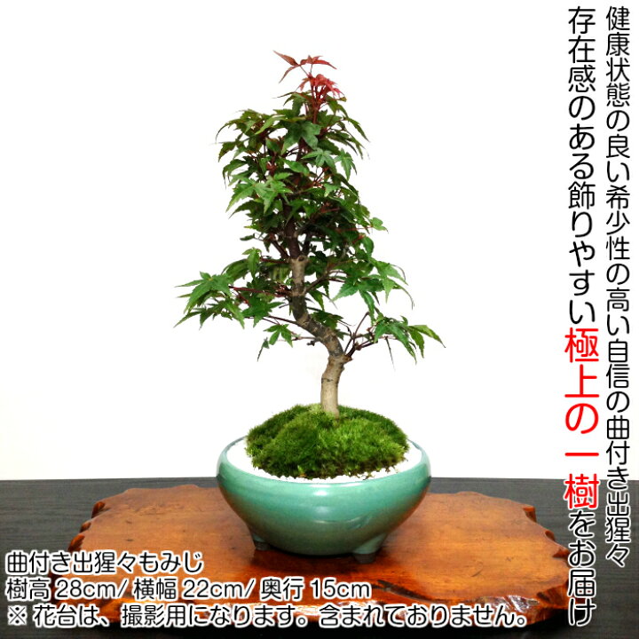 楓盆栽 幹の太さ直径15センチ
