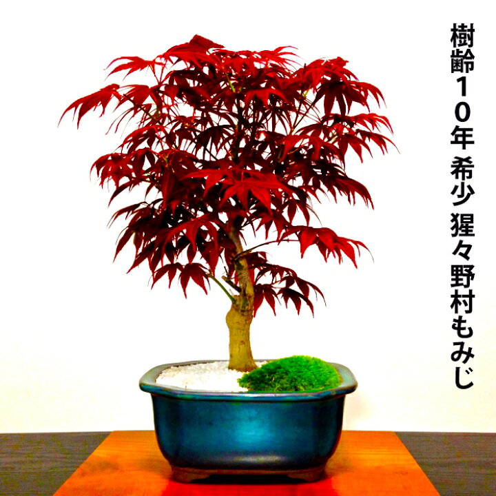 楽天市場 盆栽 もみじ 希少 本格 極上 盆栽 樹齢10年 猩々野村もみじ 紅葉盆栽 癒しの植物 部屋に飾る植物 もみじ盆栽 盆栽 誕生日 プレゼント 盆栽 ミニ 部屋に飾る盆栽 シンボルツリー 引越し祝い もみじ モダン盆栽 盆栽ギフト 母の日 父の日 敬老の日 花心盆栽
