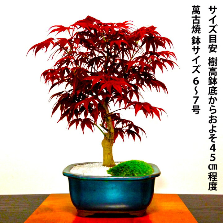 盆栽 もみじ ミニ盆栽 ギフト 無料 初心者 室内 癒し おしゃれ植物 ミニ観葉 誕生日 小品盆栽 Wb0035 和心盆栽 通販 ショッピング 盆栽妙 ヤフー店曲がり楓 楓の盆栽 カエデ ギフト 盆栽 開店 お祝い 退職 ラッピング 父の日 敬老の日 誕生日 Zahnarzt Franz De