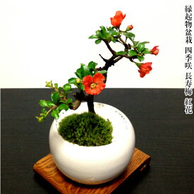 【70代男性】喜寿祝いのプレゼント！初めてでも育てやすいお花の盆栽って？
