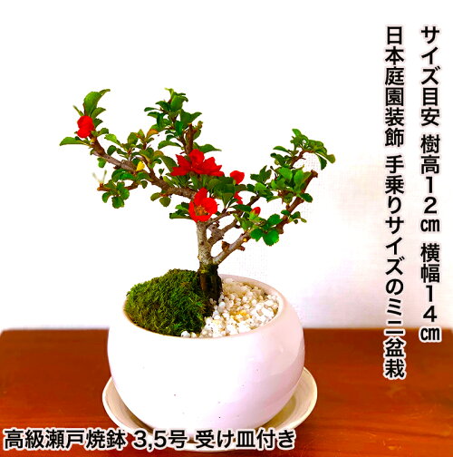 楽天市場 盆栽 ギフト 無料 長寿梅 長寿祈願 樹齢5年 長寿梅 紅花 盆栽鉢 盆栽 室内 ミニ 初心者 父の日 母の日 還暦祝い 癒し 植物 引っ越し祝い 誕生日 ギフト プレゼント あす楽 敬老の日 花心盆栽 楽天市場店