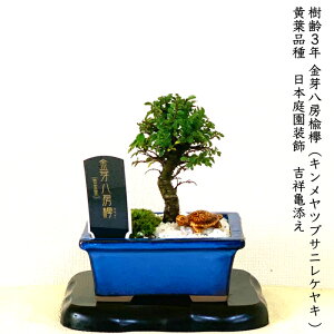 植木 盆栽 欅の人気商品 通販 価格比較 価格 Com