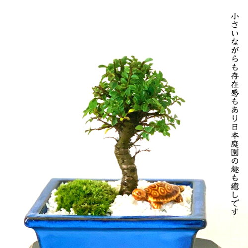 楽天市場 盆栽 楡欅 金芽ニレケヤキ ミニ プチ盆栽 樹齢3年四季折々の美しさ感じるミニ盆栽盆栽 ケヤキ ギフト 無料 室内 小さい植物 誕生日 父の日 送料無料 ぼんさい ギフト 観葉植物 花心盆栽 楽天市場店