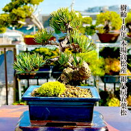 盆栽 松 五葉松 樹齢10年 ミニ盆栽 楽天ランキング1位受賞【盆栽 松 ミニ フラワーギフト 誕生日 父の日 …