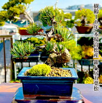 楽天市場】盆栽 五葉松の通販