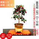 盆栽 老爺柿 即日出荷 楽天1位《旬 紅光》艶紅実のローヤ柿 Wプレゼント特典【盆栽村ブランド 老爺柿】ラッピング無料、リボン無料初出荷「秋」風物詩【盆栽 柿 ...