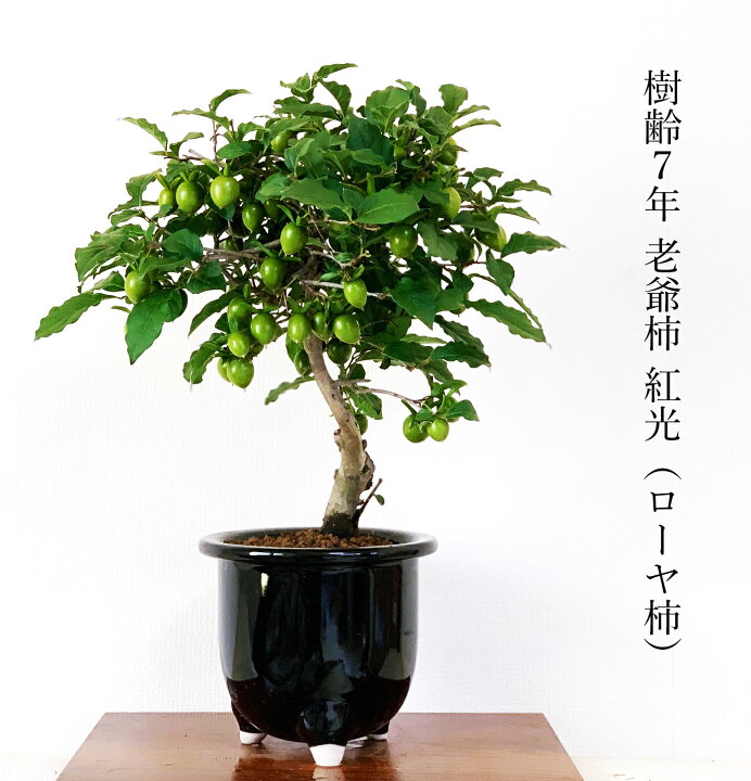 楽天市場 敬老の日 盆栽 ローヤ柿 老爺柿 即日出荷 楽天1位 紅光 艶紅実 Wプレゼント特典 ラッピング無料 リボン無料初出荷 秋 風物詩 盆栽 柿 盆栽ミニ 盆栽 実 プレゼント 敬老の日 誕生日 盆栽 ギフト 花心盆栽 楽天市場店