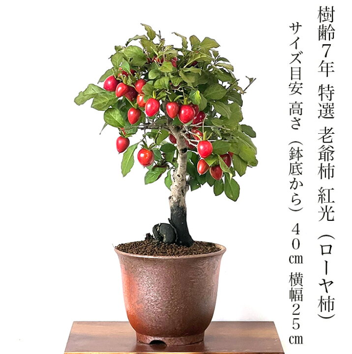 楽天市場】盆栽 ローヤ柿 老爺柿 楽天1位 お家で鑑賞 紅光 艶紅実 W 