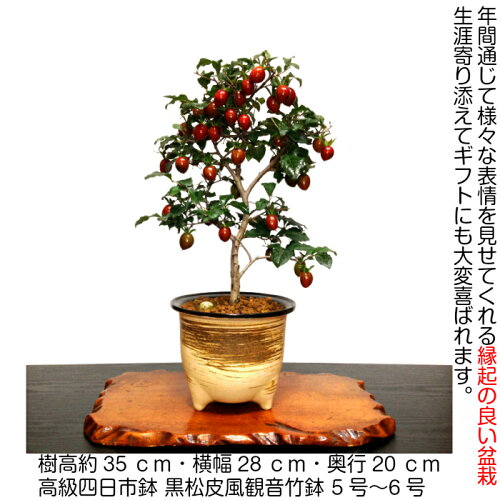 盆栽敬老の日即日出荷楽天1位《旬》艶紅実のローヤ柿Wプレゼント特典【盆栽村ブランド老爺柿盆栽プレゼント盆栽縁起物盆栽】ラッピング無料、リボン無料初出荷「秋」風物詩【盆栽柿盆栽ミニ盆栽実プレゼント敬老の日盆栽ギフト】