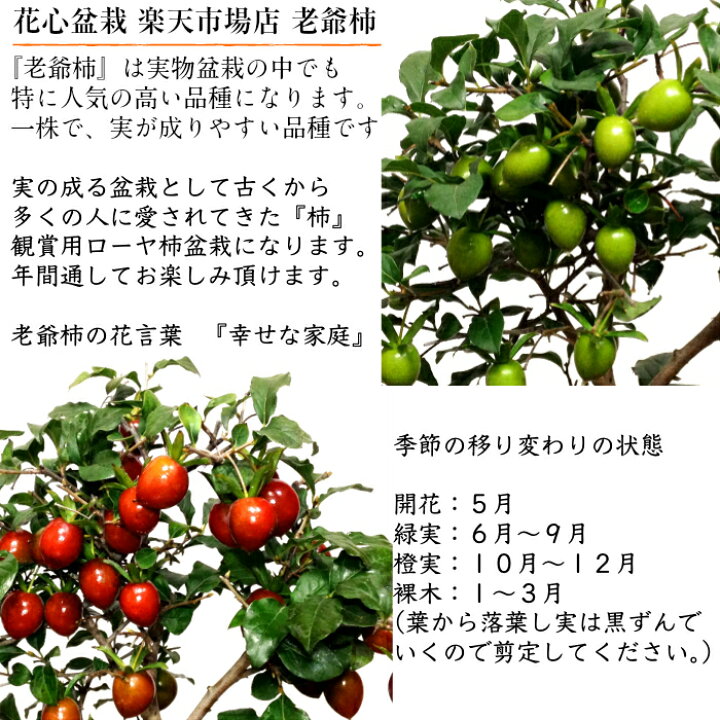 楽天市場 盆栽 ローヤ柿 老爺柿 即日出荷 楽天1位 紅光 艶紅実 Wプレゼント特典 ラッピング無料 リボン無料初出荷 秋 風物詩 盆栽 柿 盆栽ミニ 盆栽 実 プレゼント 敬老の日 誕生日 盆栽 ギフト 花心盆栽 楽天市場店