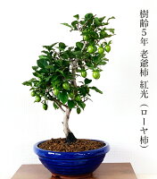 楽天市場 金木犀 銀木犀 盆栽 鉢植え すぐに飾れる安定苗 高級手作り盆栽鉢5号 盆栽 花 ギフト プレゼント シンボルツリー 誕生日 ギフト 観葉植物 還暦祝い 結婚記念日祝い 花心盆栽 楽天市場店