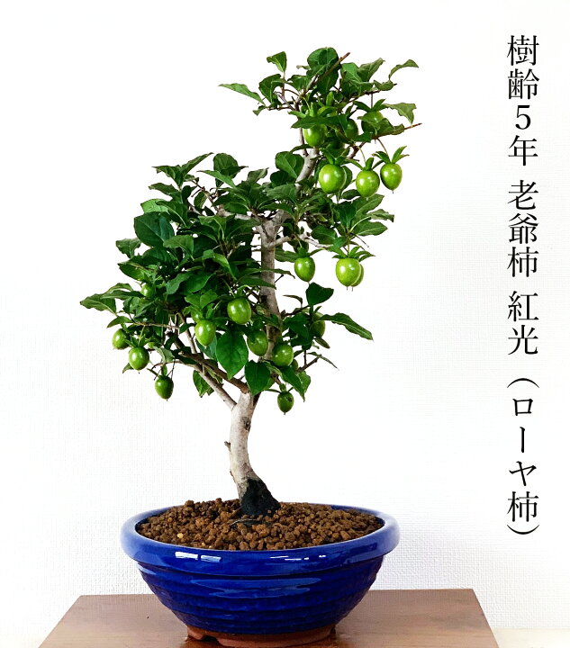 楽天市場 盆栽 柿 老爺柿 紅光 ローヤ柿 誕生日 盆栽 ギフト ラッピング無料 リボン無料 盆栽 柿 実のなる盆栽 花の咲く盆栽 花心盆栽 楽天市場店