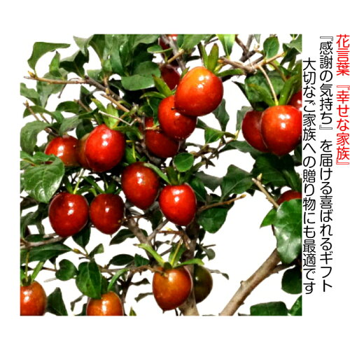盆栽実だくさんのローヤ柿紅光Wプレゼント特典【ブランド柿老爺柿盆栽プレゼント盆栽縁起物盆栽】ラッピング無料、リボン無料樹齢4年高級老爺柿盆栽お値打ち特価【盆栽柿盆栽ミニ盆栽実盆栽部屋盆栽ギフト】
