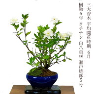 6/1開花 父の日 盆栽 クチナシ 八重咲 鉢植え 選べる鉢色 樹齢5年 梔子 三大香木【ブランド盆栽 実もの …
