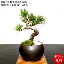 盆栽 松 即日出荷 本場高松 五葉松盆栽 Wプレゼント特典 高松ブランド五葉松盆栽 松 室内 初心者 お祝い 誕生日 還暦 敬老の日 父の日 プレゼント 癒し ...