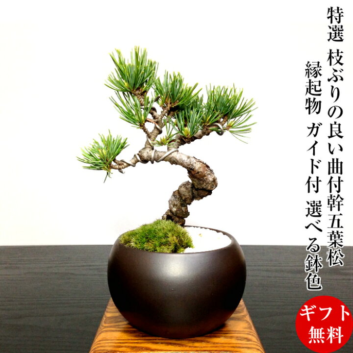 楽天市場】父の日 ギフト 松 盆栽 樹齢5年 五葉松 飾り映えする 鉢植え 