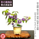 盆栽 紫式部 中吉小吉 なかよしこよし 枝垂れ紫式部盆栽盆栽 花 送料無料 あす楽 実のなる盆栽 敬老の日 ギフト プレゼント 秋 盆栽 インテリア 観葉植物 ...