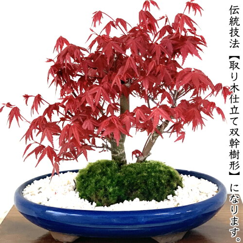 偉大な もみじ 盆栽 希少 双幹樹形 洗練美 出猩々もみじ Wプレゼント特典 出猩々 もみじ盆栽もみじ 盆栽 ミニ 室内 初心者 こだわり植物 おしゃれ 盆栽 もみじ シンボルツリー モダン盆栽 盆栽 ギフト 最終値下げ Www Mrwolf Bike