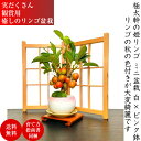 盆栽 即日配送可 姫りんご 家庭菜園 樹齢5年 鮮紅実の極太姫リンゴ盆栽 Wプレゼント特典 ブランド盆栽【盆栽 盆栽 ミニ 父の日 敬老の日 誕生日 還暦 フラ...