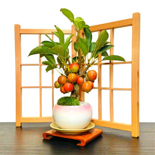 姫りんご 合格祈願 開運祈願 長寿祈願 樹齢5年 太幹 姫リンゴ