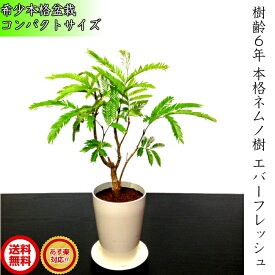 楽天市場 ネムノキ 盆栽の通販