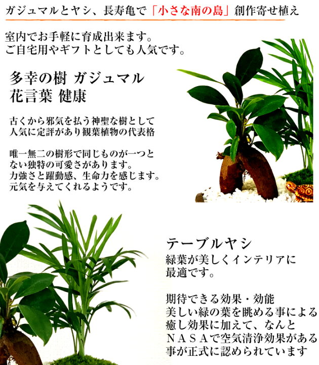楽天市場 観葉植物 多肉植物 ガジュマル ヤシ ハワイの木 モロキニエンシス ミニ観葉 育て方指南書同梱 寄せ植えミニ観葉 誕生日 プレゼント 癒し 観葉植物 引っ越し お祝い 送料無料 多肉植物 サボテン フラワーギフト 塩インテリア 花心盆栽 楽天市場店