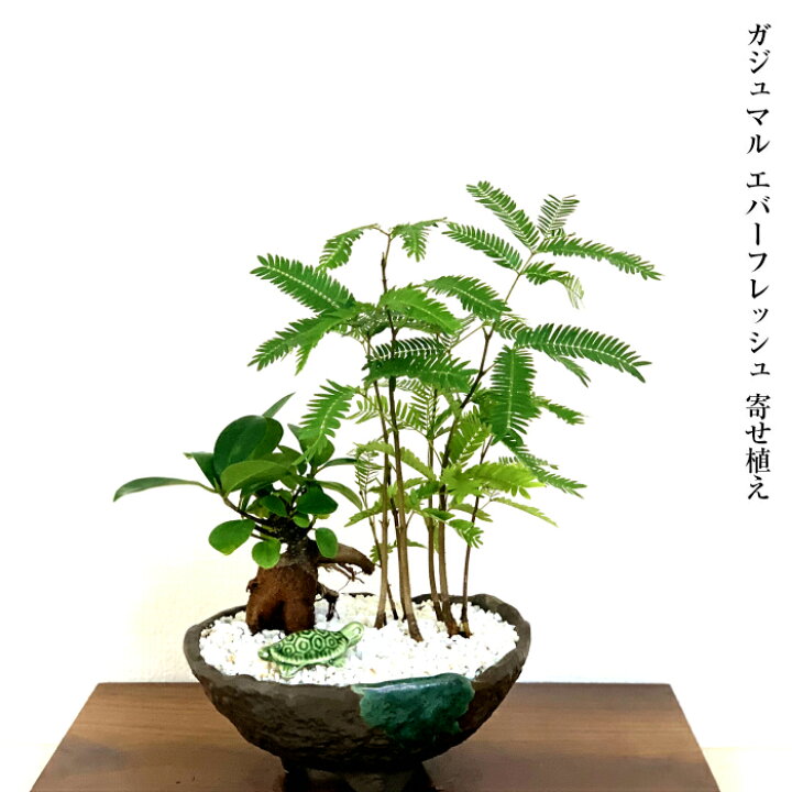 楽天市場 観葉植物 多肉植物 ガジュマル ヤシ ハワイの木 モロキニエンシス ミニ観葉 育て方指南書同梱 寄せ植えミニ観葉 誕生日 プレゼント 癒し 観葉植物 引っ越し お祝い 送料無料 多肉植物 サボテン フラワーギフト 塩インテリア 花心盆栽 楽天市場店