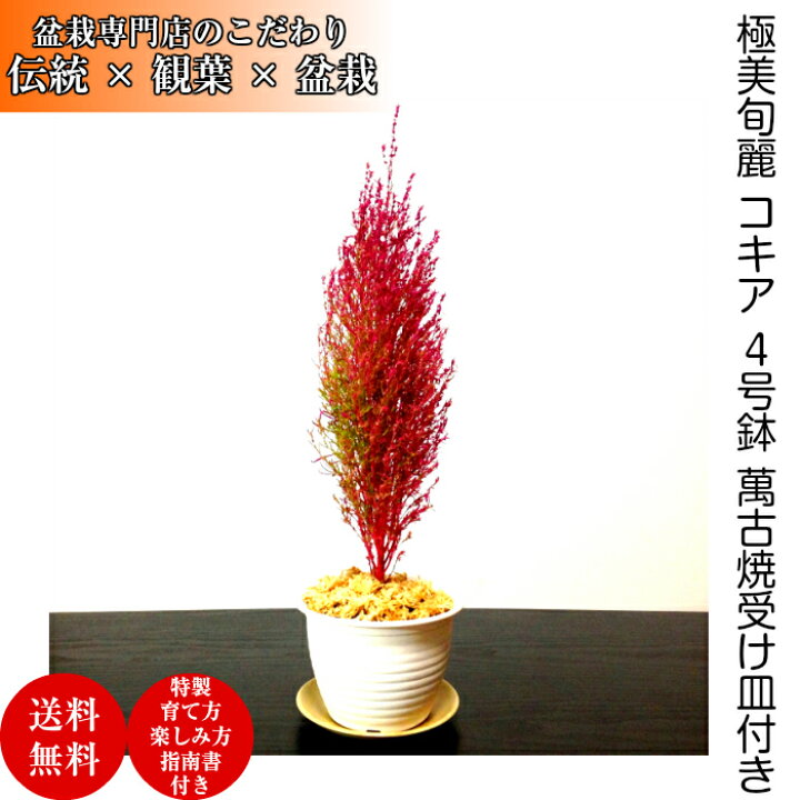 楽天市場 盆栽 コキア 箒草 ほうき草 旬 秋の紅葉 コキア Wプレゼント特典 秋に色づく観葉和モダン盆栽 活力溢れる 盆栽 ミニ 送料無料 即日出荷 フラワーギフト 観葉食物 誕生日 ギフト あす楽 母 父 プレゼント 母の日 花心盆栽 楽天市場店 楽天市場 盆栽 コキア 箒草 ほうき草 旬 秋の紅葉 コキア Wプレゼント特典 秋に色づく観葉和モダン盆栽 活力溢れる 盆栽 ミニ 送料無料 即日出荷 フラワーギフト 観葉食物 誕生日 ギフト あす楽 母 父 プレゼント 母の日 花心盆栽 楽天市場店