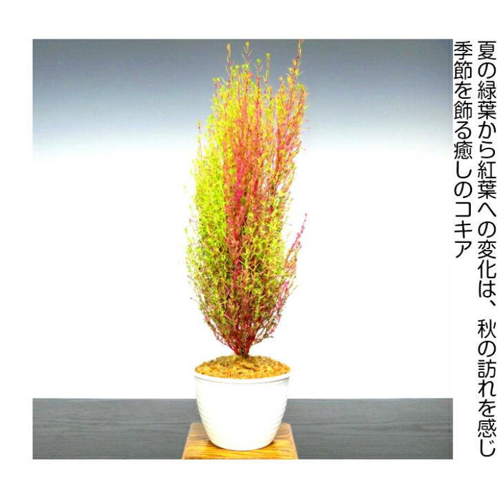 楽天市場 盆栽 コキア 箒草 ほうき草 旬 秋の紅葉 コキア Wプレゼント特典 秋に色づく観葉和モダン盆栽 活力溢れる 盆栽 ミニ 送料無料 即日出荷 フラワーギフト 観葉食物 誕生日 ギフト あす楽 母 父 プレゼント 母の日 花心盆栽 楽天市場店