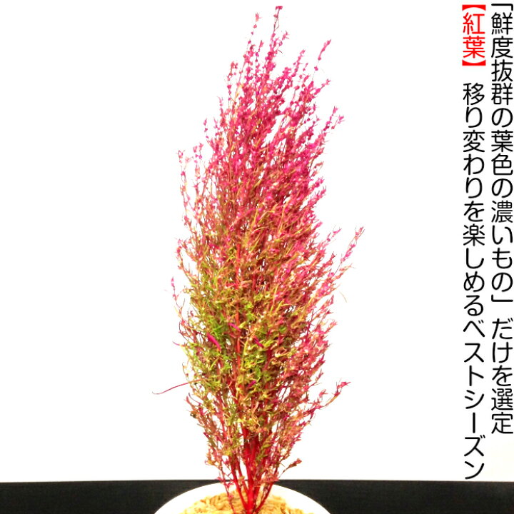 楽天市場 盆栽 コキア 箒草 ほうき草 旬 秋の紅葉 コキア Wプレゼント特典 秋に色づく観葉和モダン盆栽 活力溢れる 盆栽 ミニ 送料無料 即日出荷 フラワーギフト 観葉食物 誕生日 ギフト あす楽 母 父 プレゼント 母の日 花心盆栽 楽天市場店