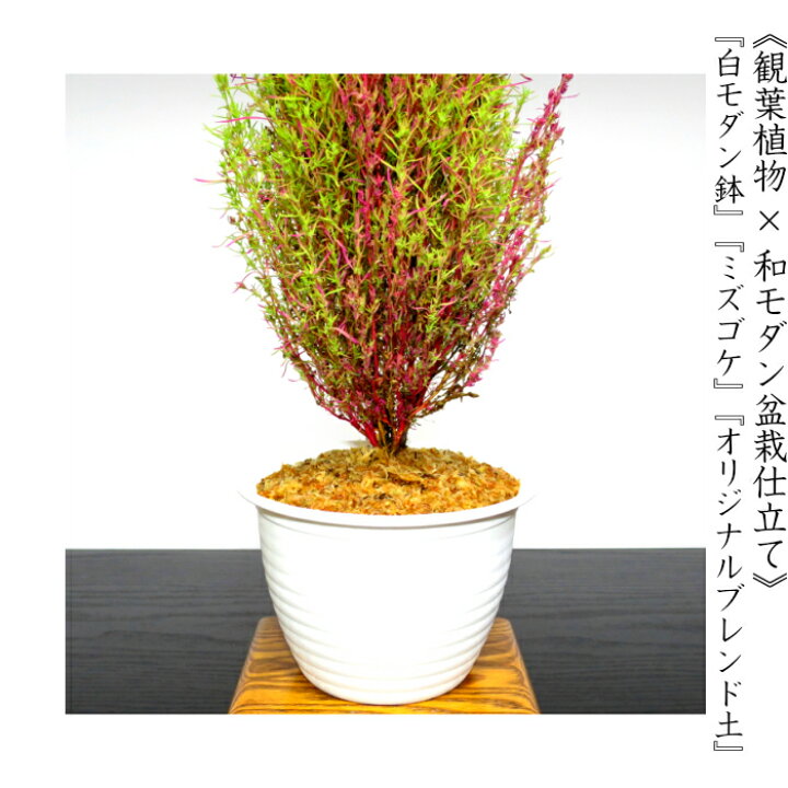 楽天市場 盆栽 コキア 箒草 ほうき草 旬 秋の紅葉 コキア Wプレゼント特典 秋に色づく観葉和モダン盆栽 活力溢れる 盆栽 ミニ 送料無料 即日出荷 フラワーギフト 観葉食物 誕生日 ギフト あす楽 母 父 プレゼント 母の日 花心盆栽 楽天市場店
