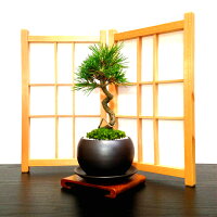 楽天市場 金木犀 銀木犀 盆栽 鉢植え すぐに飾れる安定苗 高級手作り盆栽鉢5号 盆栽 花 ギフト プレゼント シンボルツリー 誕生日 ギフト 観葉植物 還暦祝い 結婚記念日祝い 花心盆栽 楽天市場店