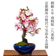 盆栽 桜 南殿桜 鉢植え ギフト 無料 太幹 八重桜趣味 人気 盆栽 桜 ミニ 室内 初心者 趣味 おしゃれ盆栽 …