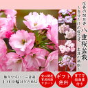 八重桜 盆栽 樹齢5年 極太幹 ミニ盆栽 八重咲き桜 50個前後の蕾をつけた八重桜盆栽盆栽 桜 ミニ盆栽 おしゃれ 室内 初心者 モダン盆栽 誕生日 プレゼント...