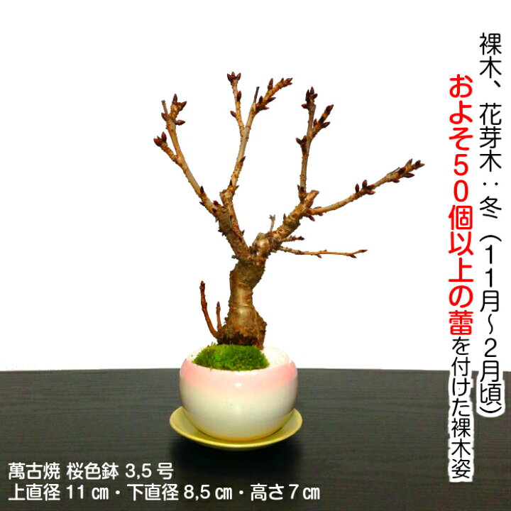 チープ 盆栽:桜 薔薇寄せ植え 2022年開花終了 春 お花見 誕生日 祝 旭山桜 バラ 姫乙女 ギフト gift プレゼント bonsai チープ 盆栽:桜 薔薇寄せ植え 2022年開花終了 春 お花見 誕生日 祝 旭山桜 バラ 姫乙女 ギフト gift プレゼント bonsai