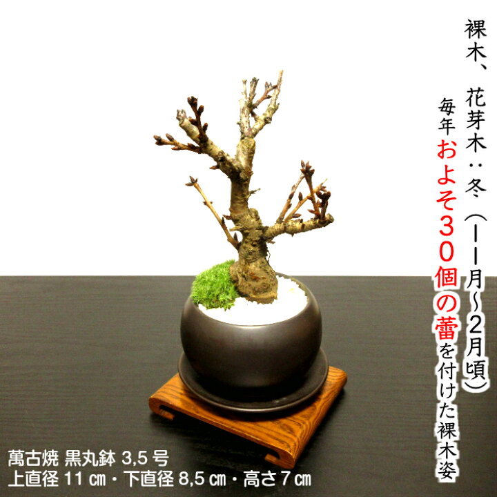 盆栽 山もみじの寄せ植え おしゃれ お祝い ギフト シンボルツリー プレゼント ミニ盆栽 モダン 太幹 日本庭園 記念樹 誕生日 退職 鉢植え 雑木 店舗良い 太幹 盆栽 山もみじの寄せ植え おしゃれ お祝い ギフト シンボルツリー プレゼント ミニ盆栽 モダン 太幹 日本庭園 記念樹 誕生日 退職 鉢植え 雑木 店舗良い 太幹