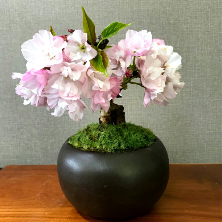 楽天市場 盆栽 桜 旭山桜 ミニ 盆栽 鉢植え 程の蕾付 樹齢3年 輪以上の花を咲かせる八重花盆栽 桜 ミニ 室内 初心者 還暦 インテリアグリーン 桜 モダン盆栽 フラワーギフト 誕生日 桜盆栽 花心盆栽 楽天市場店