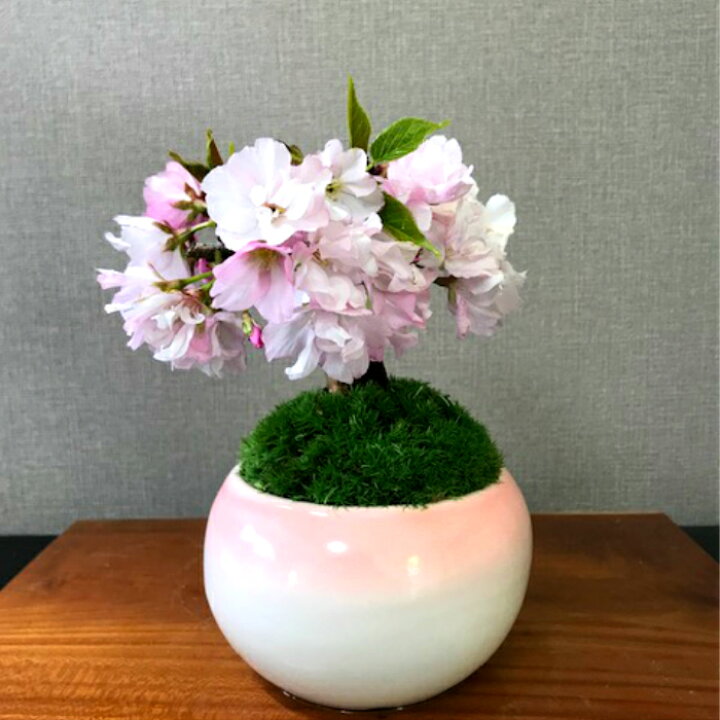 楽天市場 盆栽 桜 ミニ 八重桜 23 開花予定 ギフト 無料 前後の蕾付 樹齢3年 一才桜 八重咲園芸 趣味 人気 ギフト 盆栽 桜 ミニ 室内 初心者 還暦 花 桜 フラワーギフト 誕生日 プレゼント 花心盆栽 楽天市場店