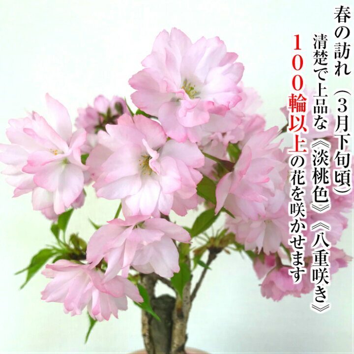 楽天市場 盆栽 桜 一才桜 八重桜 ミニ桜 鉢植え 30程の蕾付 30輪以上の花を咲かせる八重桜 盆栽 桜 ミニ 初心者 観葉 植物 お祝い 盆栽 ギフト フラワーギフト 誕生日 桜盆栽 シンボルツリー 花心盆栽 楽天市場店