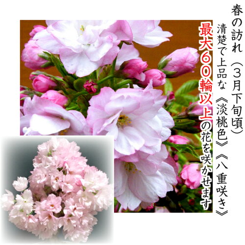 楽天市場 盆栽 桜 ギフト 無料 樹齢5年 太幹 旭山桜 八重桜盆栽 桜 ミニ 室内 初心者 趣味 人気 ギフト おしゃれ盆栽 ギフト 桜盆栽 誕生日 フラワーギフト バレンタイン ギフト ホワイトデー 花心盆栽 楽天市場店 楽天市場 盆栽 桜 ギフト 無料 樹齢5年 太幹 旭山桜 八重桜盆栽 桜 ミニ 室内 初心者 趣味 人気 ギフト おしゃれ盆栽 ギフト 桜盆栽 誕生日 フラワーギフト バレンタイン ギフト ホワイトデー 花心盆栽 楽天市場店