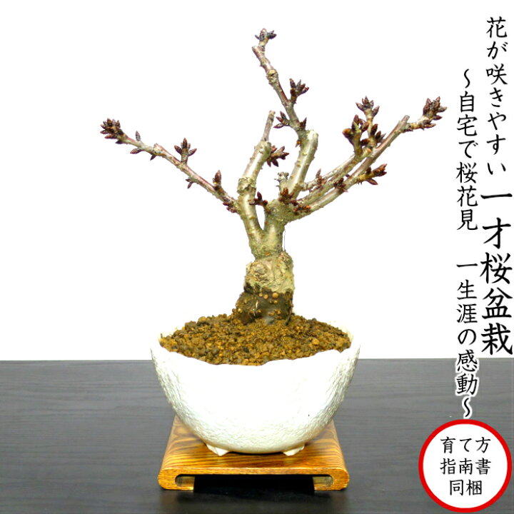 楽天市場 盆栽 桜 極上 Ssランク 23 開花予定 一才桜盆栽 50個以上の蕾付き 樹齢6年 八重咲盆栽 ミニ 初心者 室内 おしゃれ インテリア 盆栽 ギフト 誕生日 還暦 フラワーギフト プレゼント 観葉植物 送料無料 あす楽 花心盆栽 楽天市場店